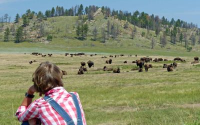 Bisons im Custer State Park