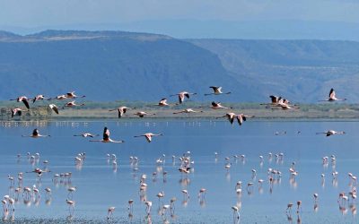 Rosa Flamingos und türkisfarbenes Meer